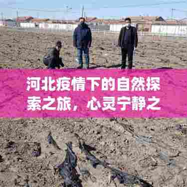 河北疫情下的自然探索之旅，心灵宁静之旅的最新疫情报告（2024年11月）