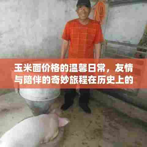 玉米面价格的温馨日常，友情与陪伴的奇妙旅程在历史上的今天——最新行情回顾