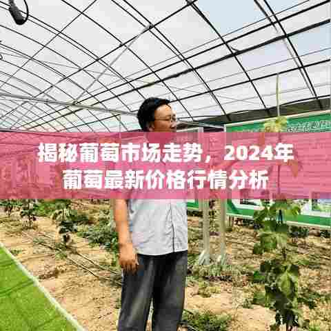揭秘葡萄市场走势，2024年葡萄最新价格行情分析