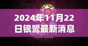 银鹭新篇章，日常中的奇妙相遇与深厚友情（温馨消息，2024年11月22日更新）
