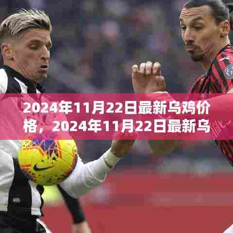 最新乌鸡价格动态，分析与预测（2024年11月22日）