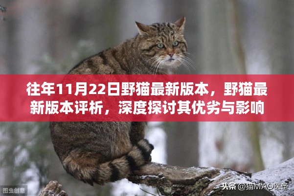 野猫最新版本评析，深度探讨优劣与影响