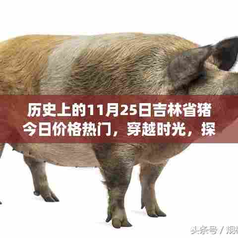 吉林猪价时光探寻之旅，穿越历史与美景的奇妙旅行