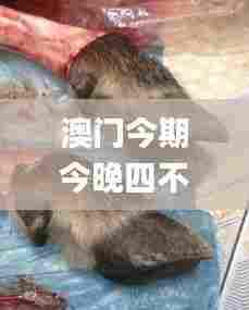 澳门今期今晚四不像,全面细致的解答_艺术版NFX7.39