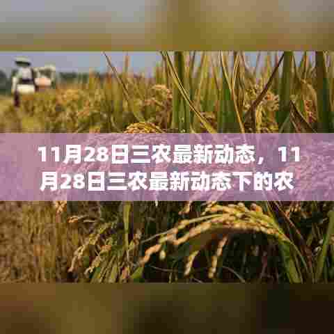 11月28日三农最新动态,农业发展观点阐述与分析