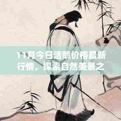 探索自然美景之旅，揭秘活鹅价格背后的故事，寻找内心的宁静与平和（最新行情）
