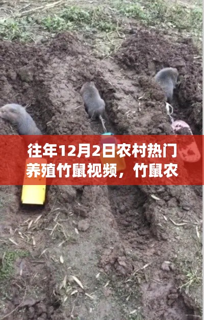 农村竹鼠农庄的温馨日常,养殖趣事与友情纽带,竹鼠视频回顾(往年12月2日)