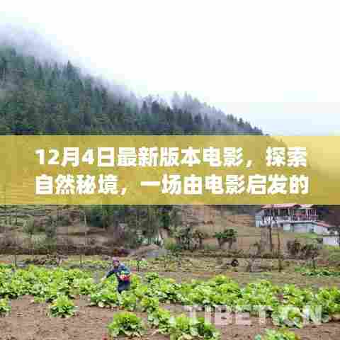 12月4日最新电影，自然秘境的宁静之旅，探索自然之美