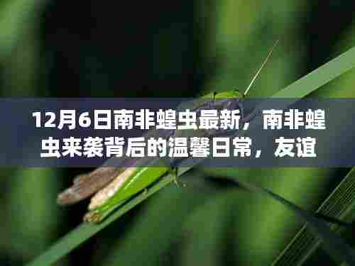 南非蝗虫来袭，友谊与爱共渡难关的最新动态