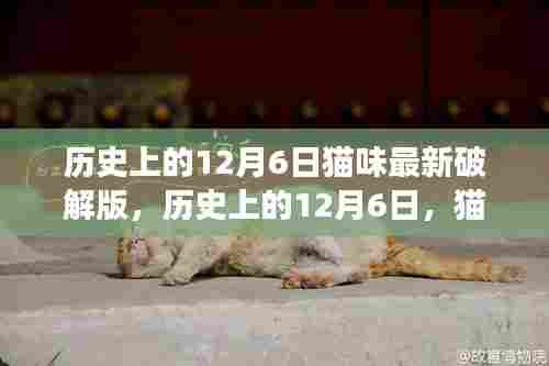 历史上的猫步秘境，追寻心灵宁静之旅的12月6日探索纪实