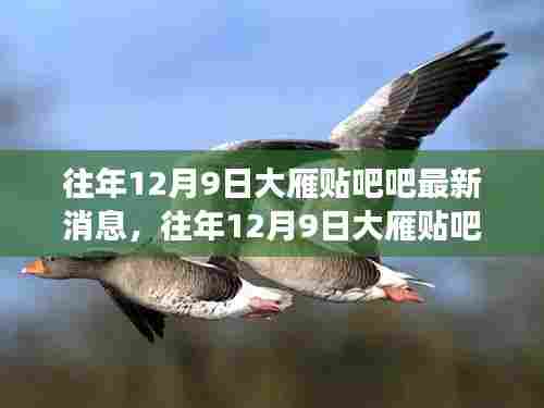 往年12月9日大雁贴吧最新消息汇总，多方观点与个人立场碰撞激烈