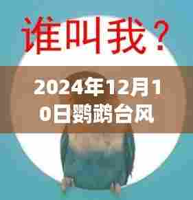 鹦鹉台风来袭，探索小巷特色小店与未知奇妙之旅的实时播报