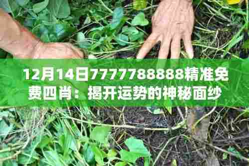 12月14日7777788888精准免费四肖：揭开运势的神秘面纱