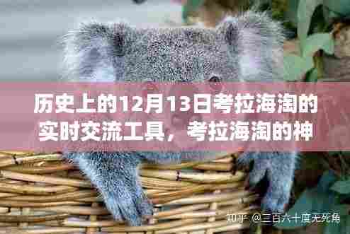 考拉海淘神奇日,12月13日实时交流工具下的温馨之旅