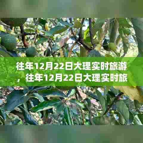 往年12月22日大理深度旅游体验与反思