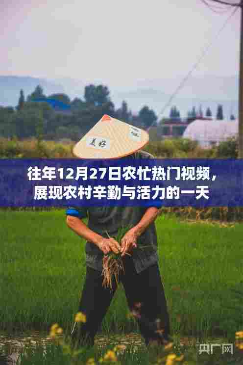 农忙热门视频展现农村辛勤与活力，往年12月27日纪实