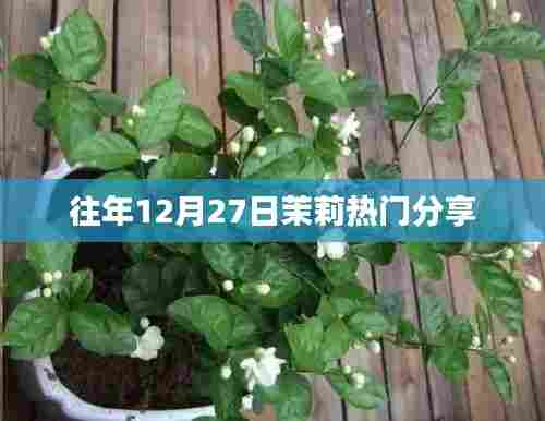 茉莉年度分享回顾,历年十二月二十七日的精彩瞬间