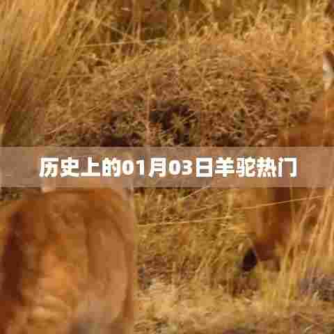 羊驼热门日，历史上的1月3日