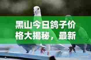 黑山今日鸽子价格大揭秘，最新行情一网打尽