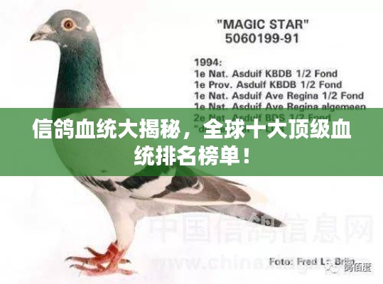 信鸽血统大揭秘，全球十大顶级血统排名榜单！