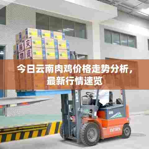 今日云南肉鸡价格走势分析，最新行情速览