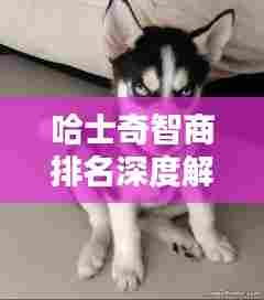 哈士奇智商排名深度解析